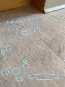 ハワイの別荘のシロアリ駆除